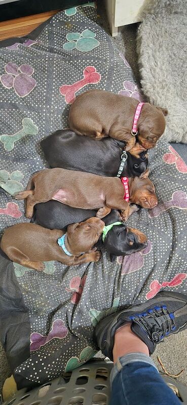 Doberman puppies for sale in Sandwell, West Midlands – 8 weeks old - Image 2 of 3