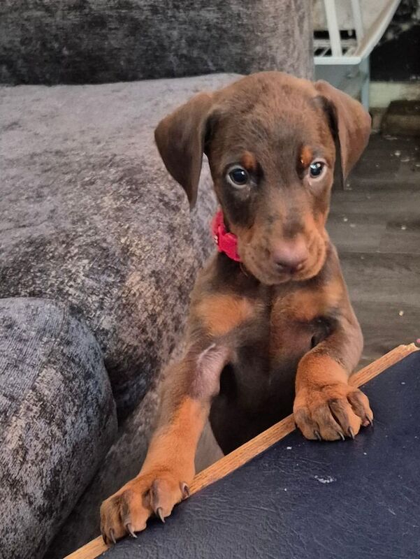 Doberman puppies for sale in Sandwell, West Midlands – 8 weeks old - Image 3 of 3