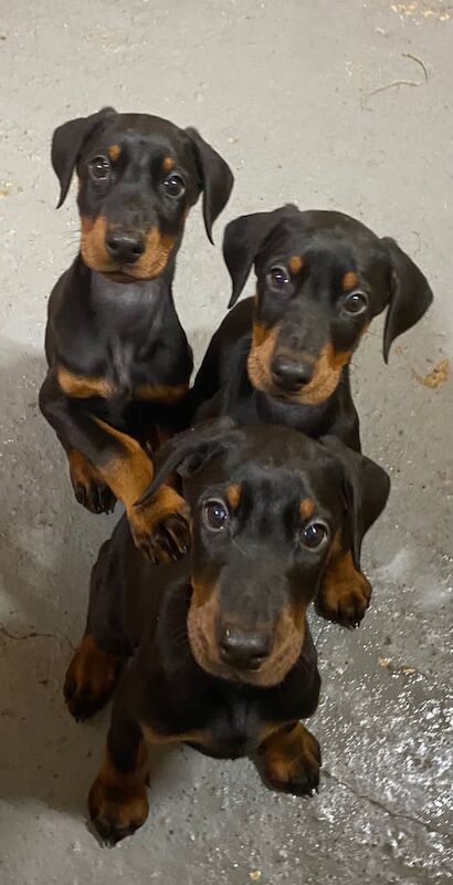 Doberman puppies for sale in Braintree, Essex – 10 weeks old