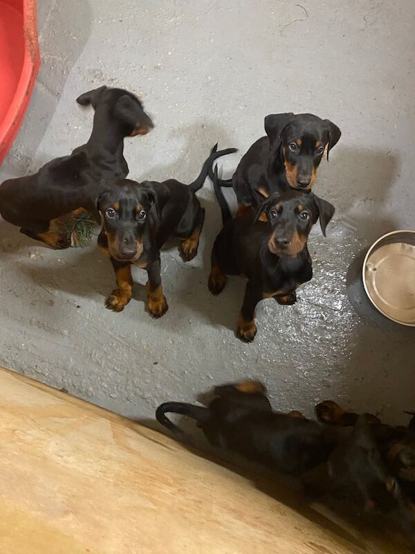 Doberman puppies for sale in Braintree, Essex – 10 weeks old - Image 2 of 3