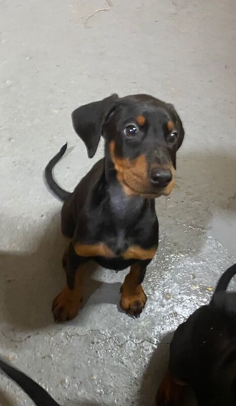 Doberman puppies for sale in Braintree, Essex – 10 weeks old - Image 3 of 3