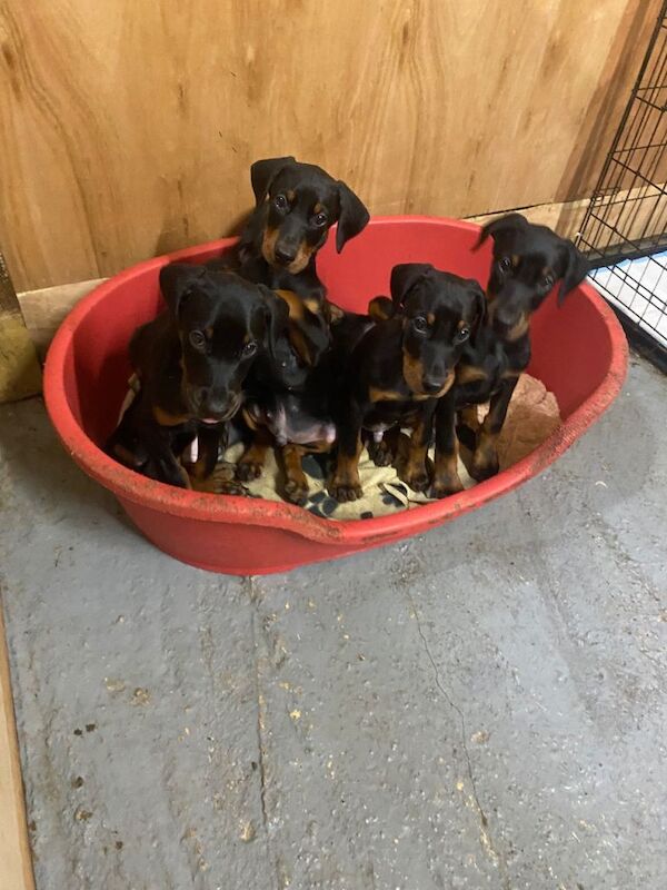 Doberman Puppies For Sale
