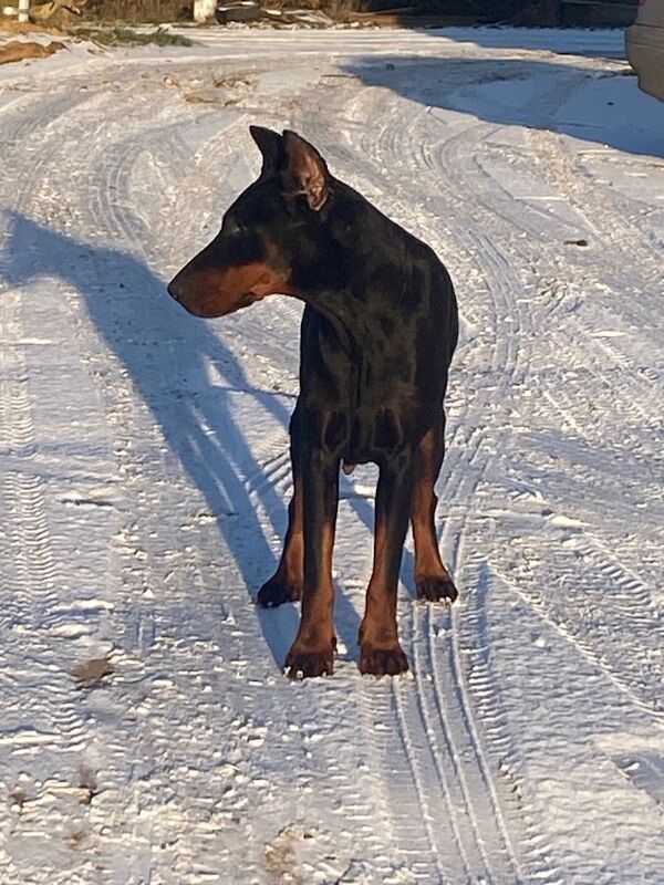 Doberman puppies for sale in Braintree, Essex – 10 weeks old - Image 2 of 6