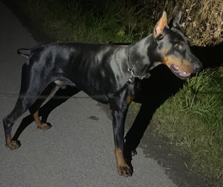 Doberman puppies for sale in Braintree, Essex – 10 weeks old - Image 3 of 6
