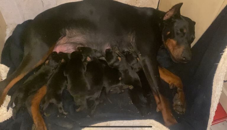Doberman puppies for sale in Braintree, Essex – 10 weeks old - Image 4 of 6