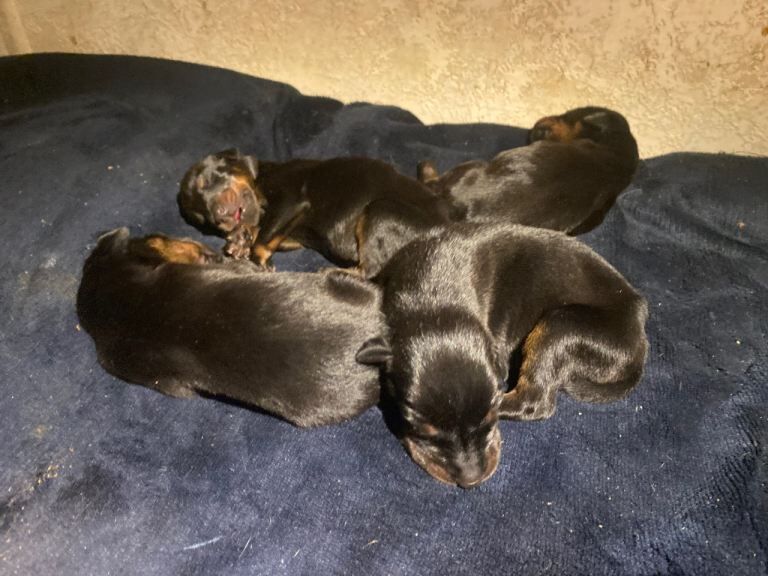Doberman puppies for sale in Braintree, Essex – 10 weeks old - Image 5 of 6