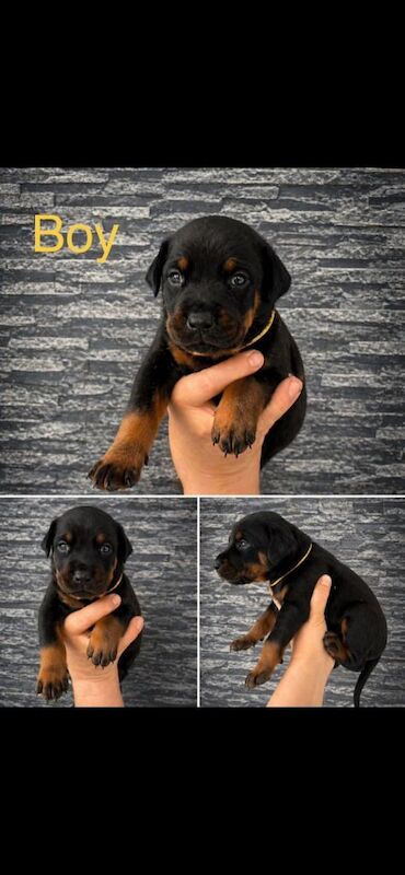 Doberman puppies - Image 2 of 5