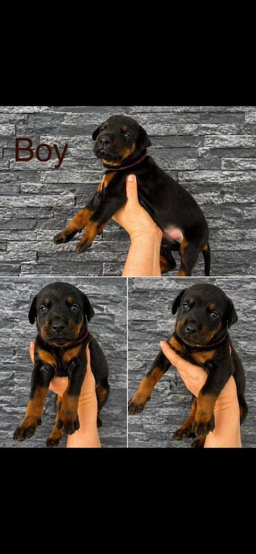 Doberman puppies - Image 3 of 5