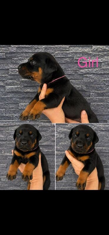 Doberman puppies - Image 4 of 5