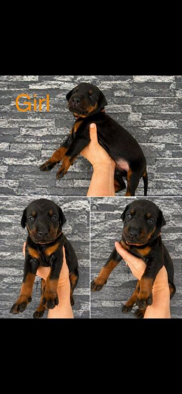 Doberman puppies - Image 5 of 5