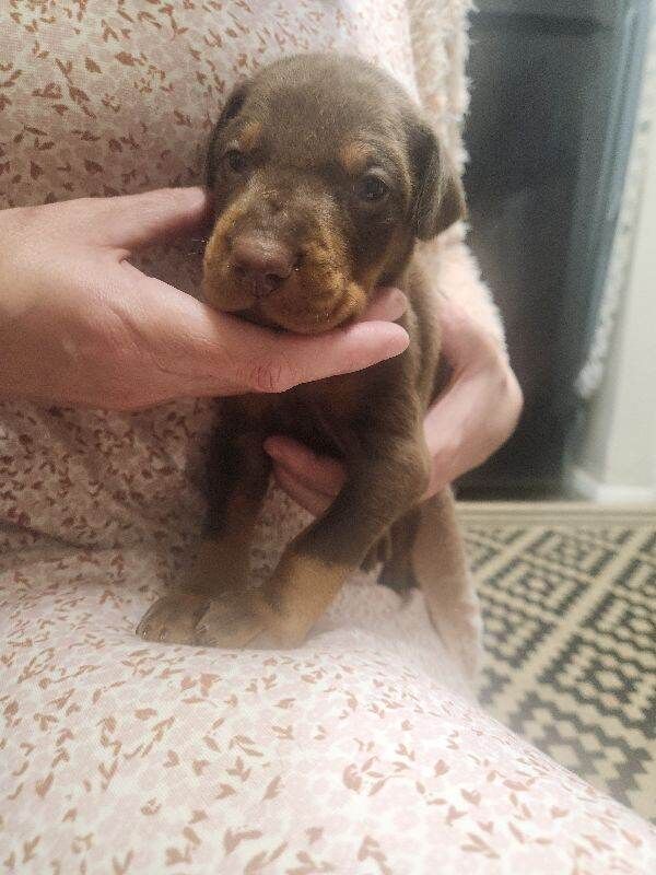 Doberman Puppies For Sale