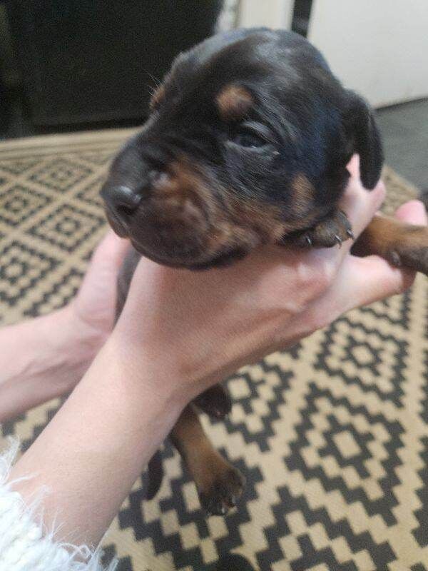 Doberman puppies - Image 2 of 5