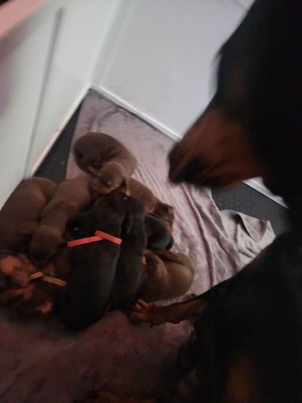 Doberman puppies - Image 3 of 5
