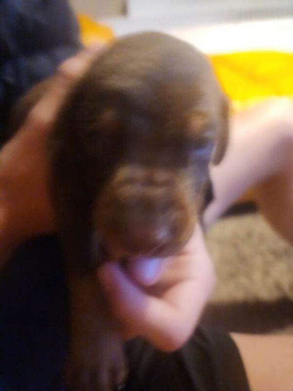 Doberman puppies - Image 4 of 5