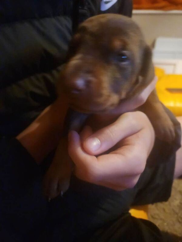 Doberman puppies - Image 5 of 5