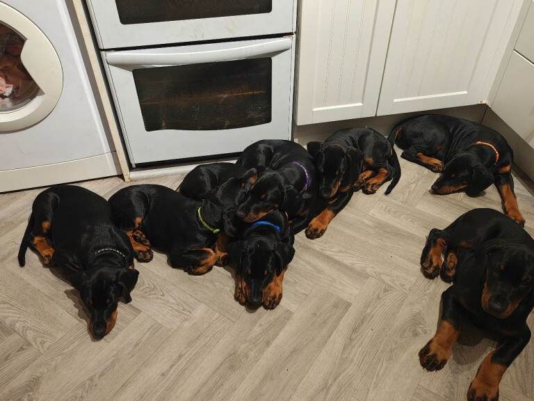 Doberman puppies