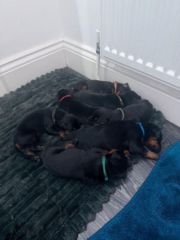 Doberman Puppies For Sale