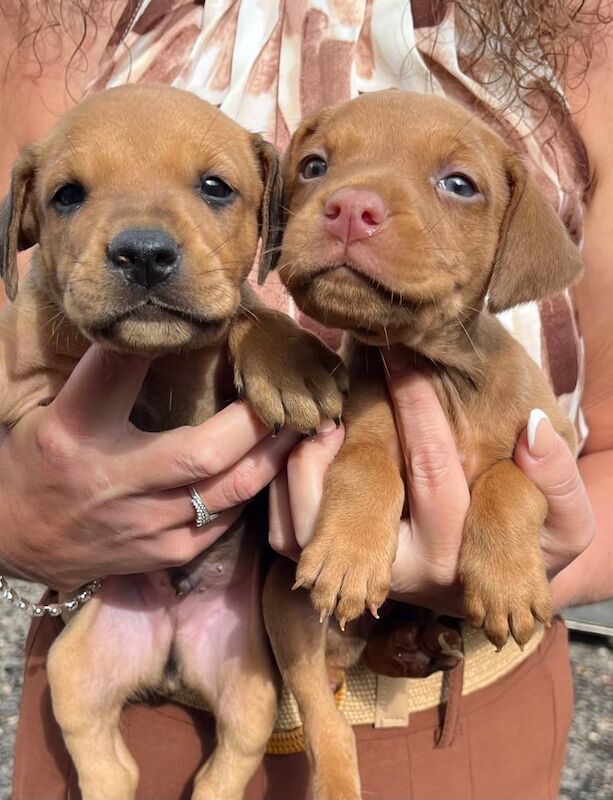 Doberman puppies for sale in Doncaster, South Yorkshire – 6 weeks old