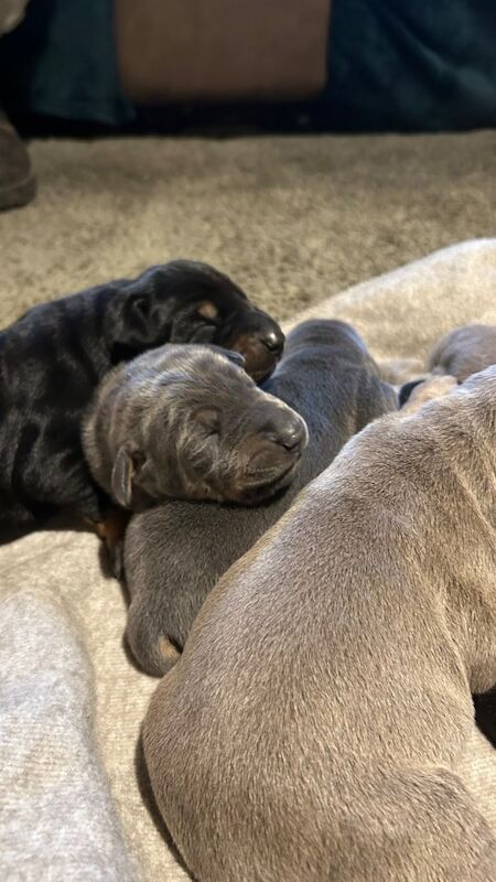 Doberman puppies for sale