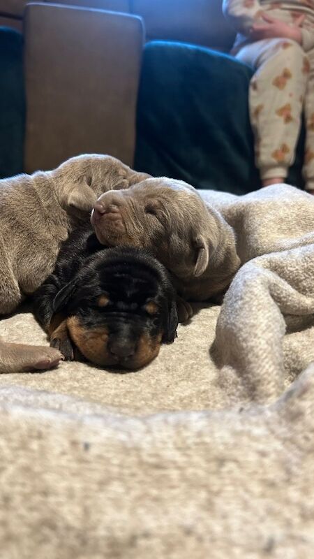 Doberman puppies for sale - Image 2 of 14