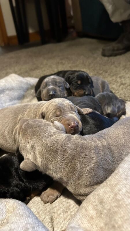 Doberman puppies for sale - Image 3 of 14