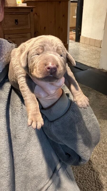 Doberman puppies for sale - Image 6 of 14