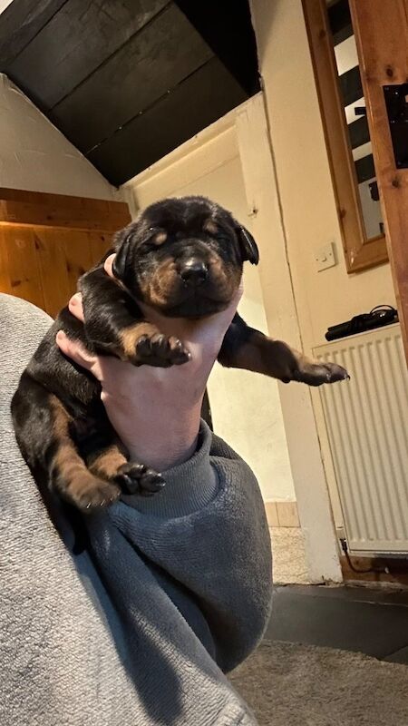 Doberman puppies for sale - Image 7 of 14