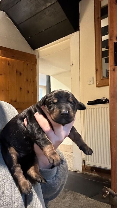 Doberman puppies for sale - Image 8 of 14