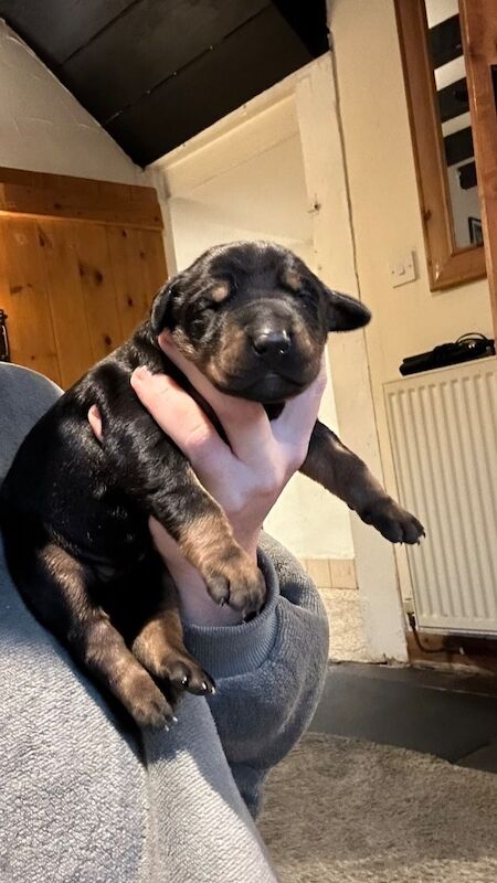 Doberman puppies for sale - Image 9 of 14