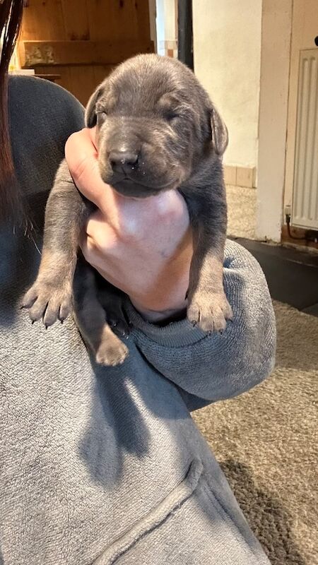 Doberman puppies for sale - Image 10 of 14