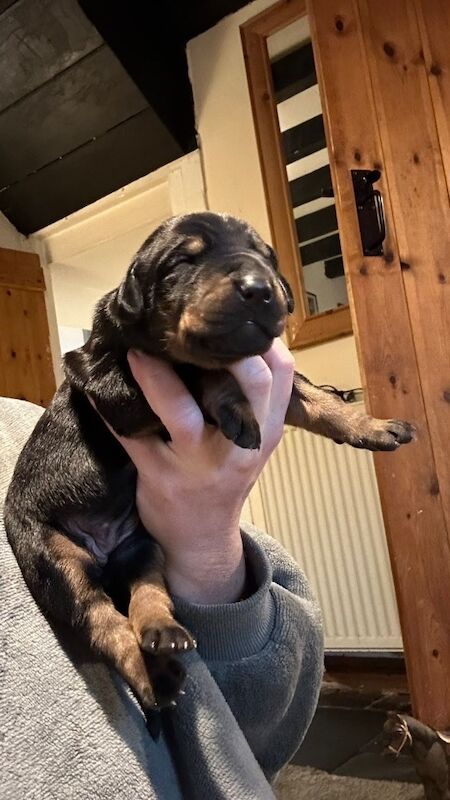 Doberman puppies for sale - Image 11 of 14