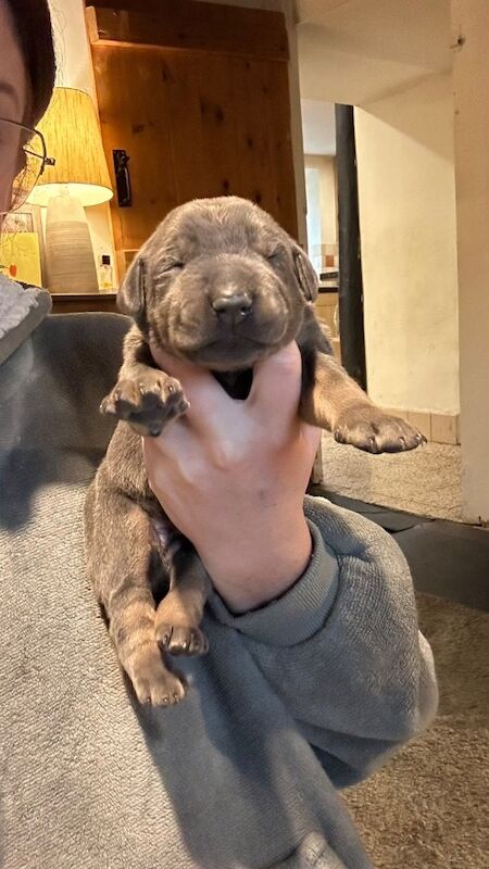 Doberman puppies for sale - Image 12 of 14