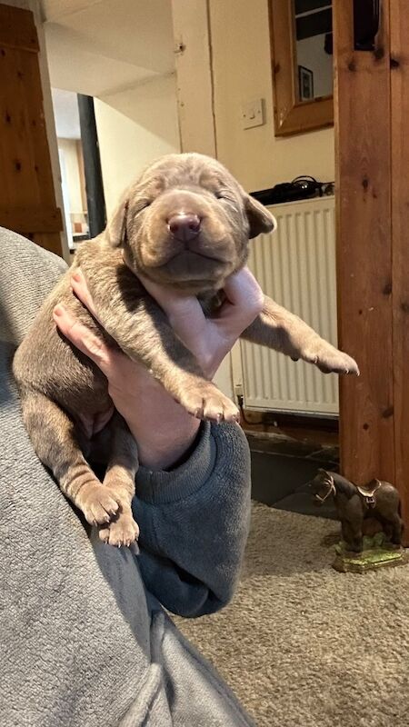 Doberman puppies for sale - Image 14 of 14