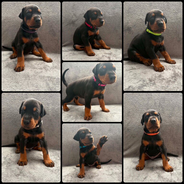 Doberman Puppies For Sale