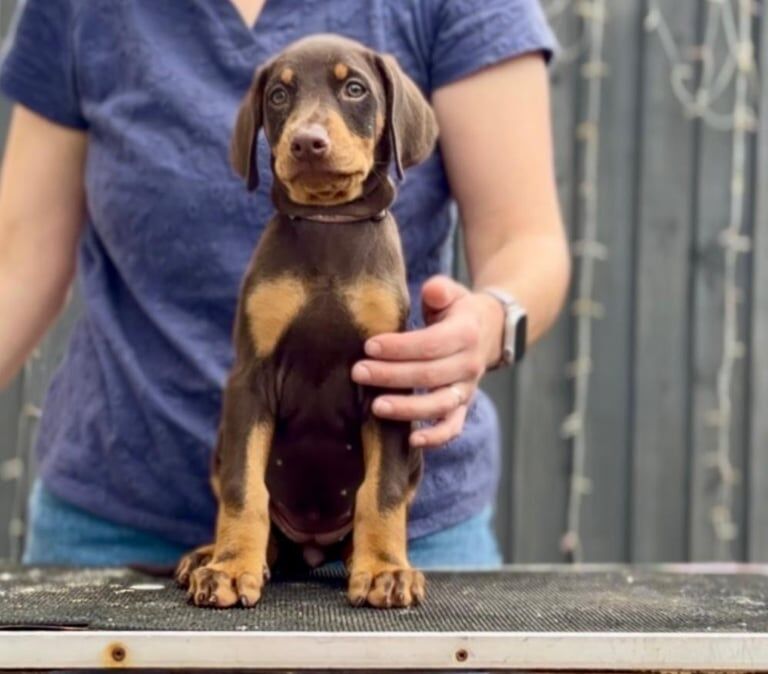 Doberman puppies for sale in Devizes, Wiltshire – 7 weeks old