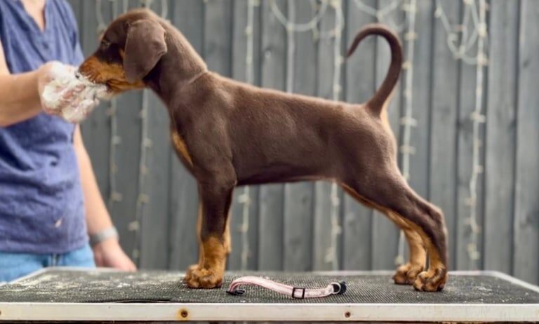 Doberman puppies for sale in Devizes, Wiltshire – 7 weeks old - Image 2 of 3