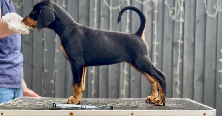 Doberman puppies for sale in Devizes, Wiltshire – 7 weeks old - Image 3 of 3