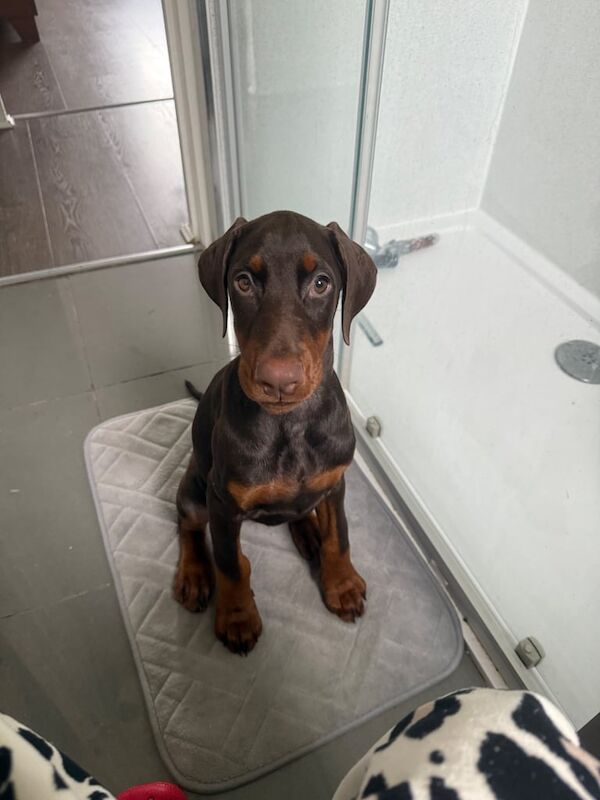 Doberman puppies for sale in East End, East Riding of Yorkshire – 11 weeks old
