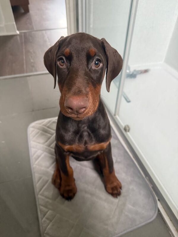 Doberman puppies for sale in East End, East Riding of Yorkshire – 11 weeks old - Image 3 of 3