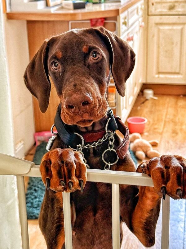 Doberman Puppies For Sale