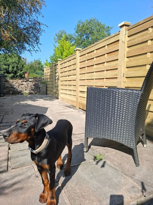 Doberman puppies for sale in Chapel-en-le-Frith, Derbyshire – KC registered, 3 months old