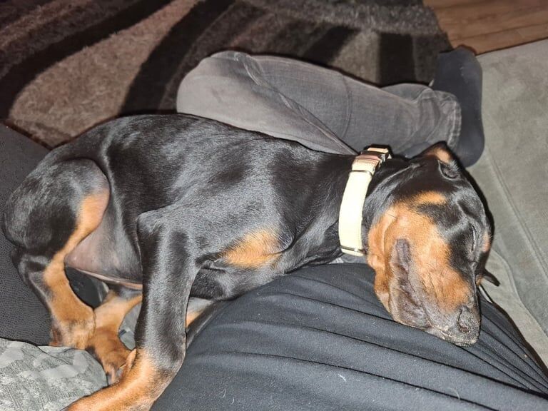Doberman puppies for sale in Chapel-en-le-Frith, Derbyshire – KC registered, 3 months old - Image 2 of 3