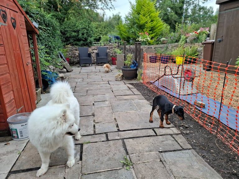 Doberman puppies for sale in Chapel-en-le-Frith, Derbyshire – KC registered, 3 months old - Image 3 of 3