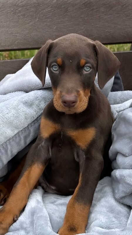 Doberman puppies for sale in Ravenshead, Nottinghamshire – 9 weeks old
