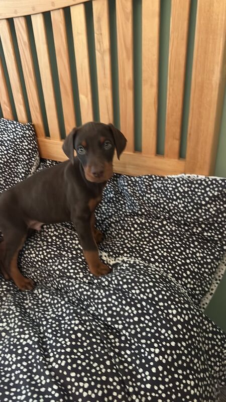 Doberman puppies for sale in Ravenshead, Nottinghamshire – 9 weeks old - Image 2 of 3