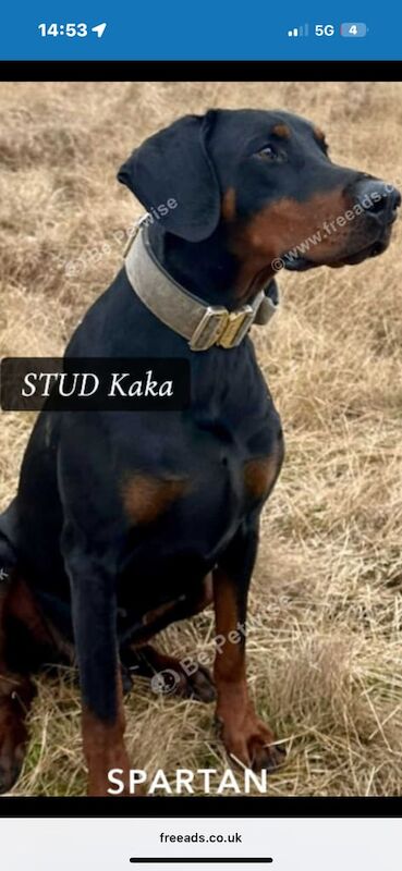 Doberman puppies for sale in Ravenshead, Nottinghamshire – 9 weeks old - Image 3 of 3