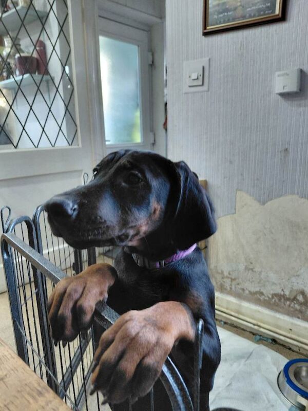 Doberman puppies for sale in Goole, East Riding of Yorkshire – 3 months old