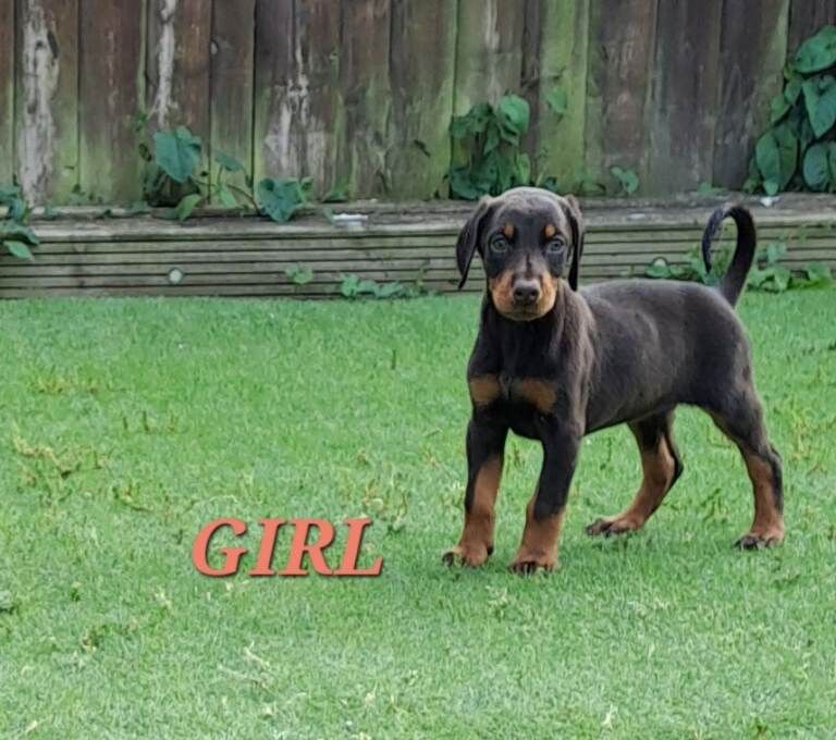 Doberman Puppies For Sale