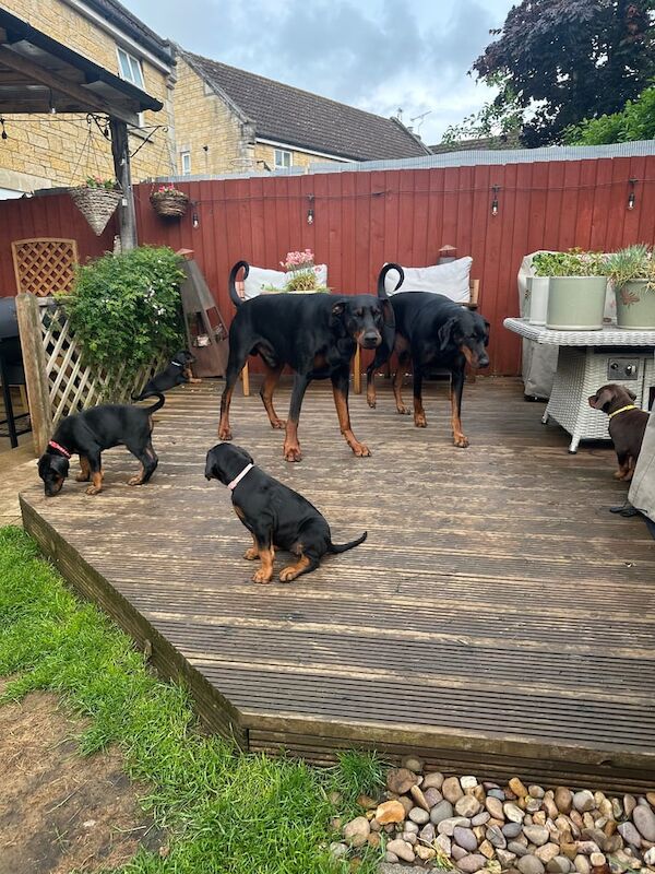 Doberman pups looking for forever homes for sale in Calne, Wiltshire