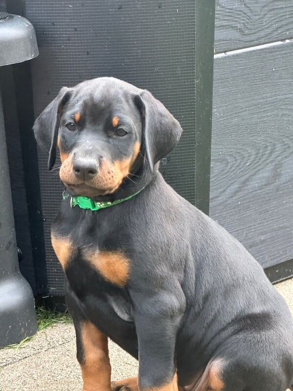 Doberman pups looking for forever homes for sale in Calne, Wiltshire | Image 2